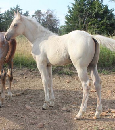 1&nbsp;year old&nbsp;Stallion